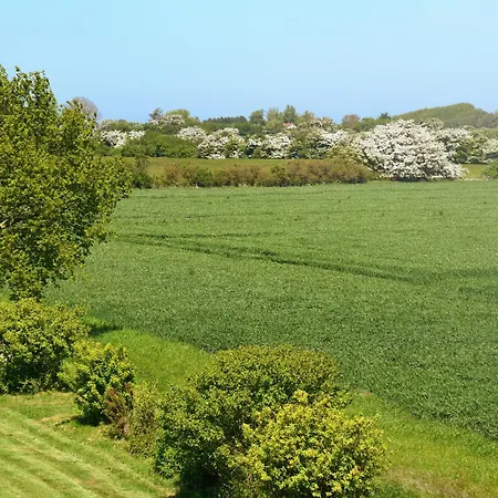 Am Gutspark Drankse Sonnendistel Dranske